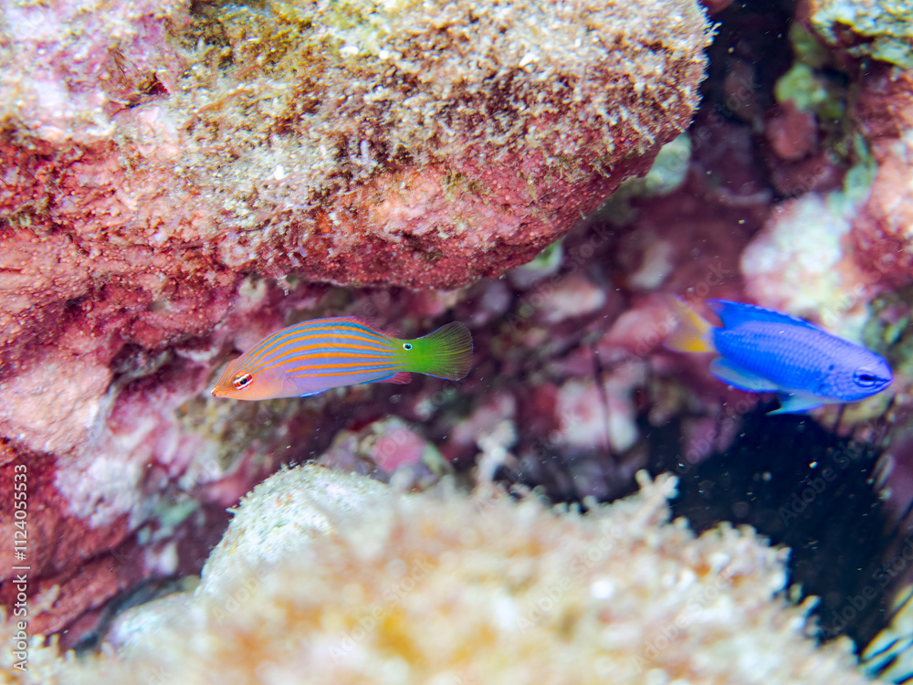 Fototapeta premium 美しいニセモチノウオ(ベラ科)の幼魚の群れ他。 英名学名:Sixline wrasse, Pseudocheilinus hexataenia 静岡県伊豆半島賀茂郡南伊豆町中木ヒリゾ浜2024年