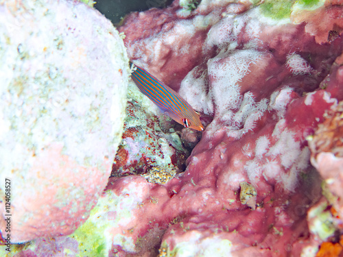 美しいニセモチノウオ（ベラ科）の幼魚の群れ他。
英名学名：Sixline wrasse, Pseudocheilinus hexataenia
静岡県伊豆半島賀茂郡南伊豆町中木ヒリゾ浜2024年
 photo