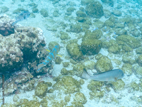 大きく美しいヒブダイ（ブダイ科）、コロダイ（イサキ科）他。
英名学名：BlueBlue-barred parrotfish (Scarus ghobban)
Painted Sweetlips, Diagramma pictum
静岡県伊豆半島賀茂郡南伊豆町中木ヒリゾ浜2024年
 photo
