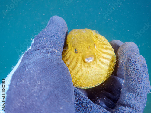 膨らむ
可愛いサザナミフグ（フグ目）の幼魚。
英名学名：White-spotted puffer (Arothron hispidus)
静岡県伊豆半島賀茂郡南伊豆町中木ヒリゾ浜2024年
 photo