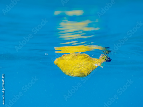 水面を漂う
可愛いサザナミフグ（フグ目）の幼魚。
英名学名：White-spotted puffer (Arothron hispidus)
静岡県伊豆半島賀茂郡南伊豆町中木ヒリゾ浜2024年
 photo