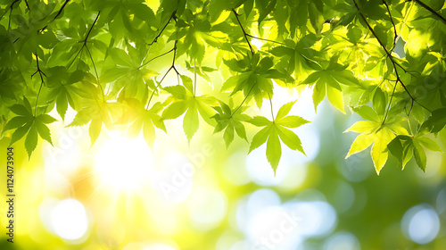 Quadro em tela Sunlight filtering through green leaves with bokeh effect nature scene outdoor s