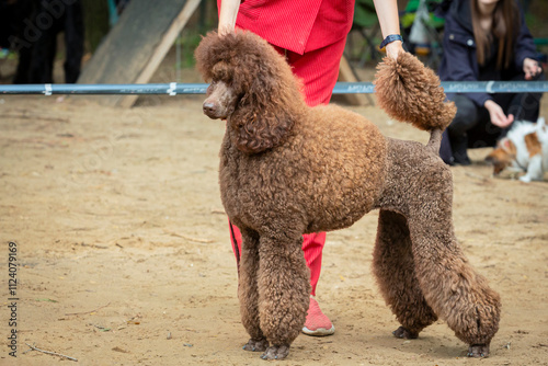 Wallpaper Mural Brown poodle at a dog show. Handler exhibits a small poodle at an exhibition for inspection by a dog handler. Torontodigital.ca
