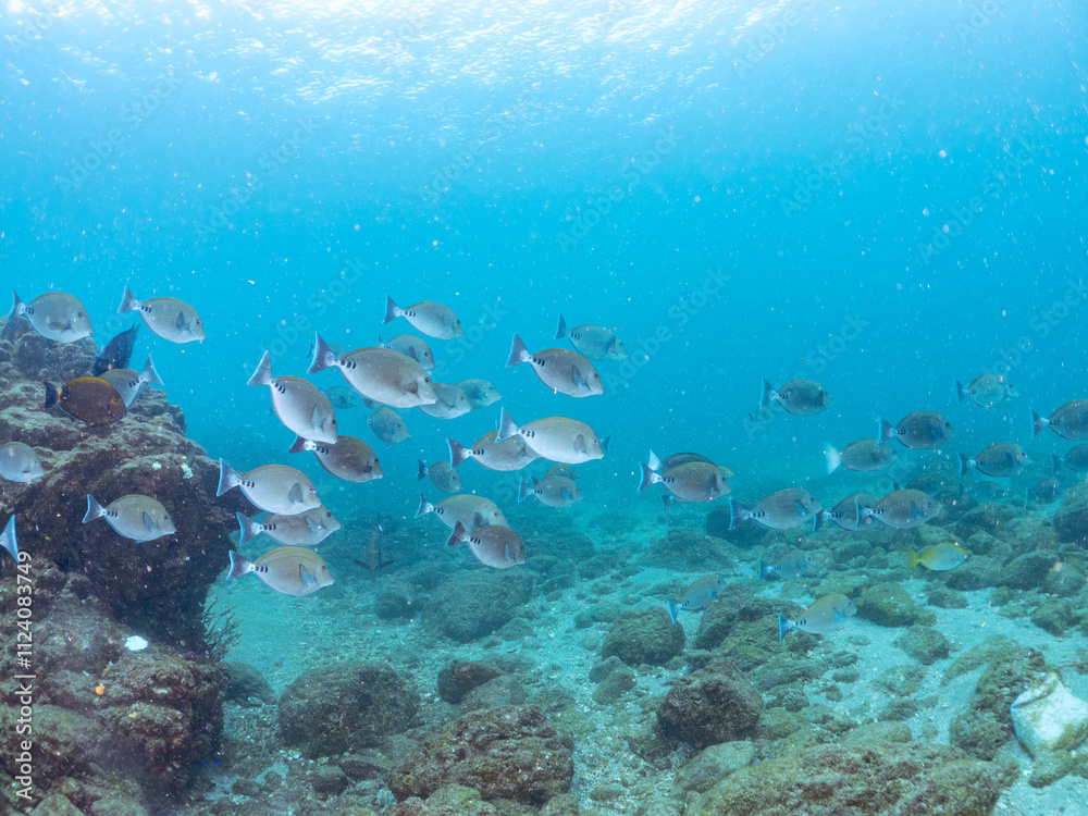 Fototapeta premium 美しいニセカンランハギ、ニザダイ(ニザダイ科)他の群れ。 英名学名:Pencil surgeonfish (Acanthurus dussumieri) Sawtail (Prionurus scalprum) 静岡県伊豆半島賀茂郡南伊豆町中木ヒリゾ浜2024年