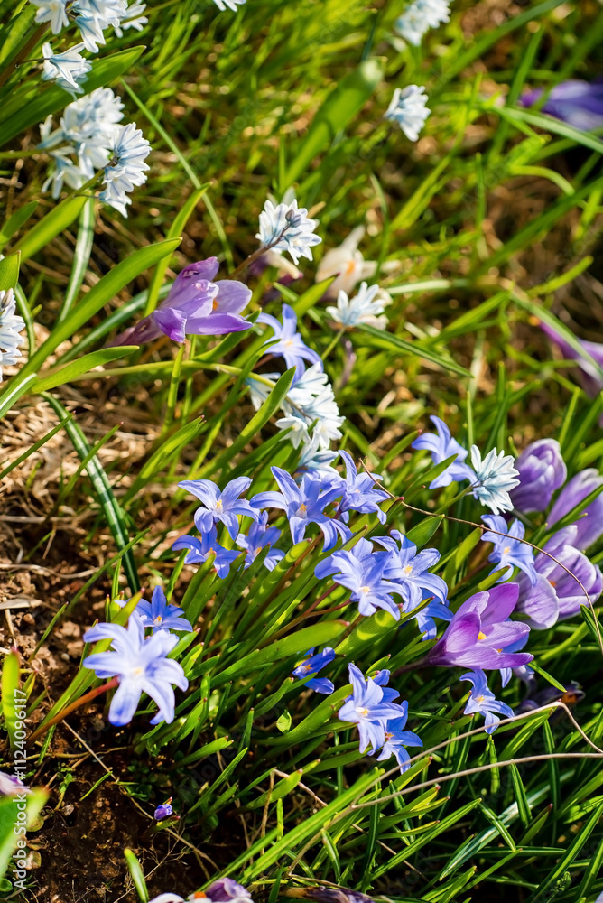 spring flowers in the garden spring flowers in the garden