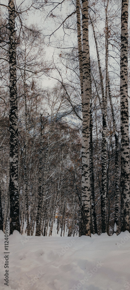 winter day in the snowy birch forest in the mountains winter day in the snowy birch forest in the mountains