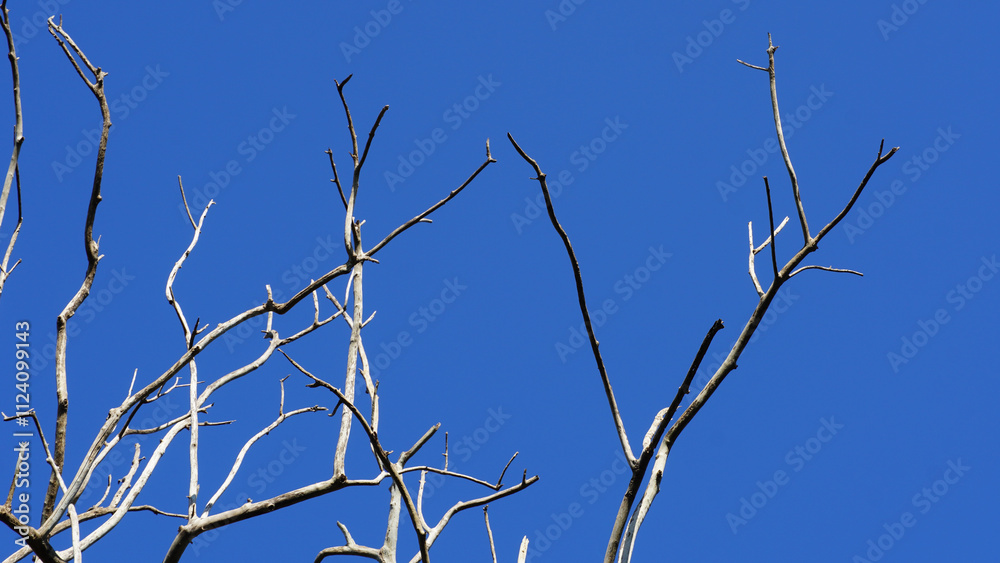 Dry branch of dead tree with cracked dark bark , beautiful dry branch of tree background Dry branch of dead tree with cracked dark bark , beautiful dry branch of tree background