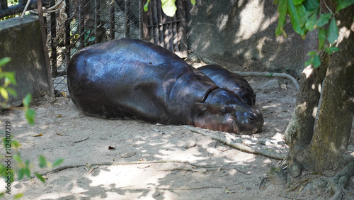 A female pygmy hippopotamus named 