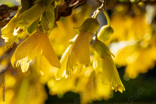 Golden Kōwhai Blossoms in Full Spring Glory