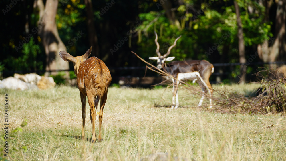 deer and antelope In the middle of eating grass at Khao Kheow Zoo deer and antelope In the middle of eating grass at Khao Kheow Zoo