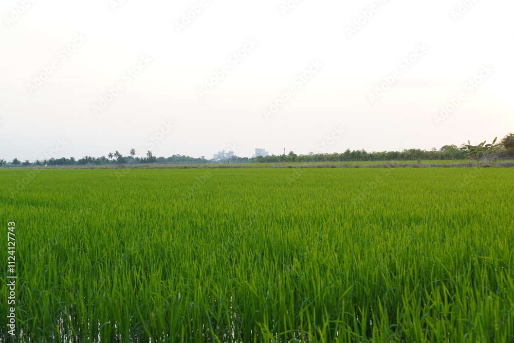 The path between rice plants before harvest during the day The path between rice plants before harvest during the day