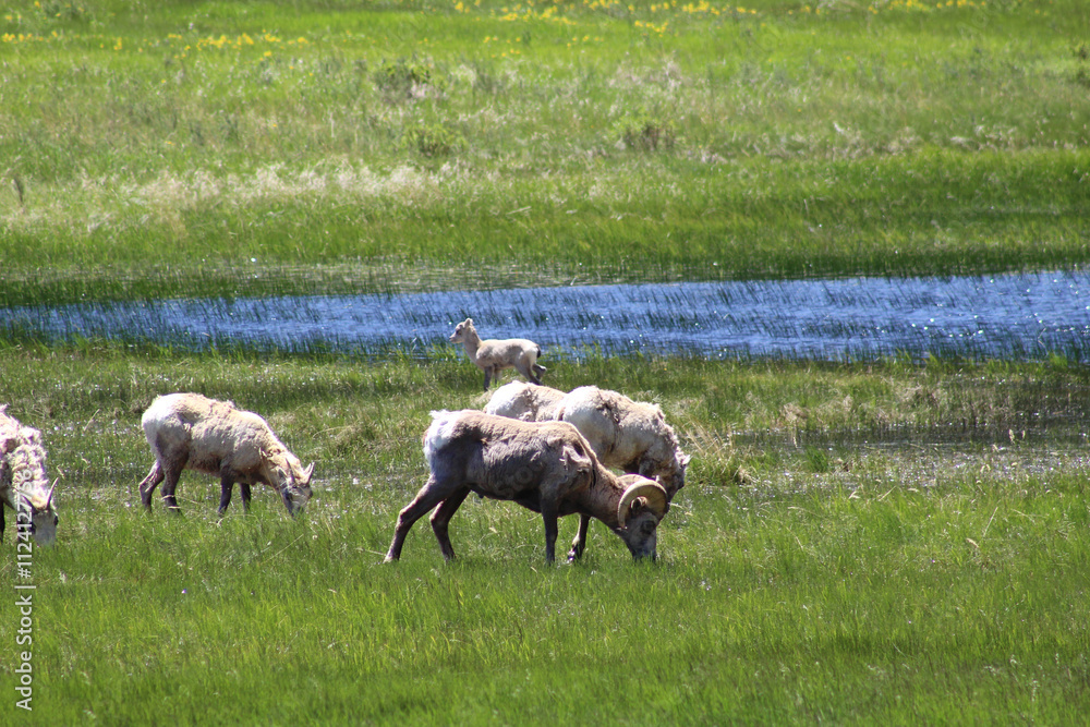 Fototapeta premium herd of sheep