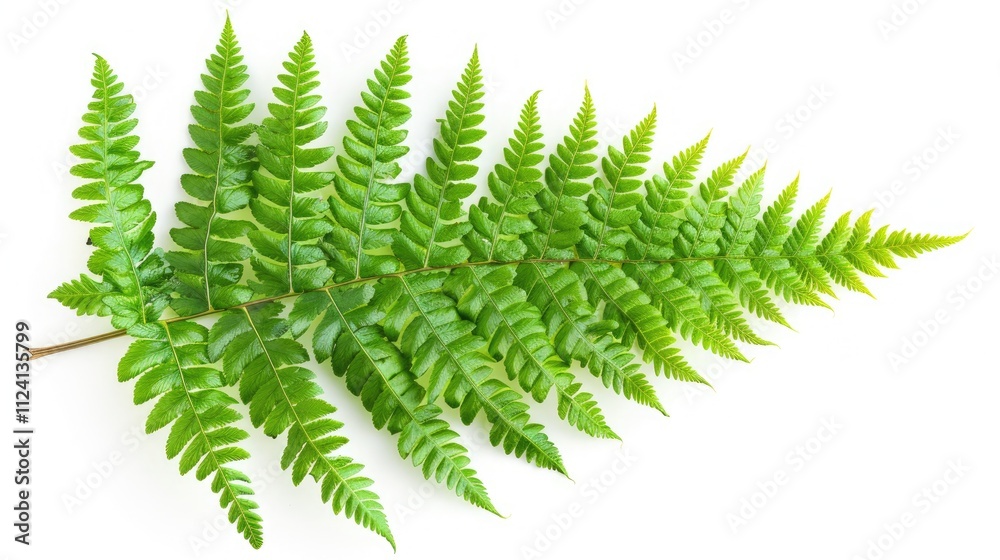 A beautiful fern leaf, isolated on a white background A beautiful fern leaf, isolated on a white background
