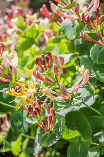 Floral background. Pink Honeysuckle buds and flowers in a sunny garden. Lonicera caprifolium, woodbine in bloom.