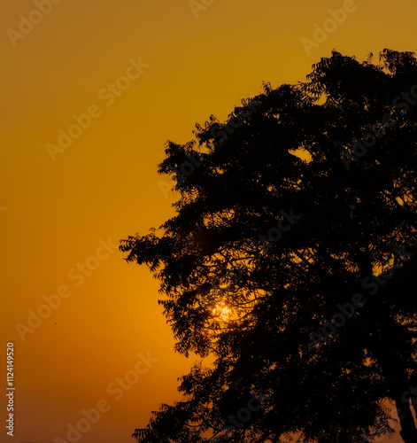 Golden Hour Silhouette of a Tree Against a Sunset Sky photo