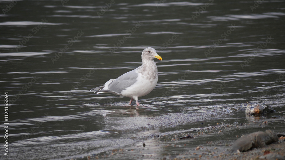 Fototapeta premium Seagull at Kilby Park Campground during a fall season in Harrison Mills, British Columbia, Canada