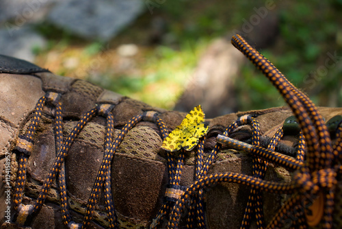 Sun shining on a yellow and black brimstone moth on a brown hiking boot in the Bavarian Alps of Germany.