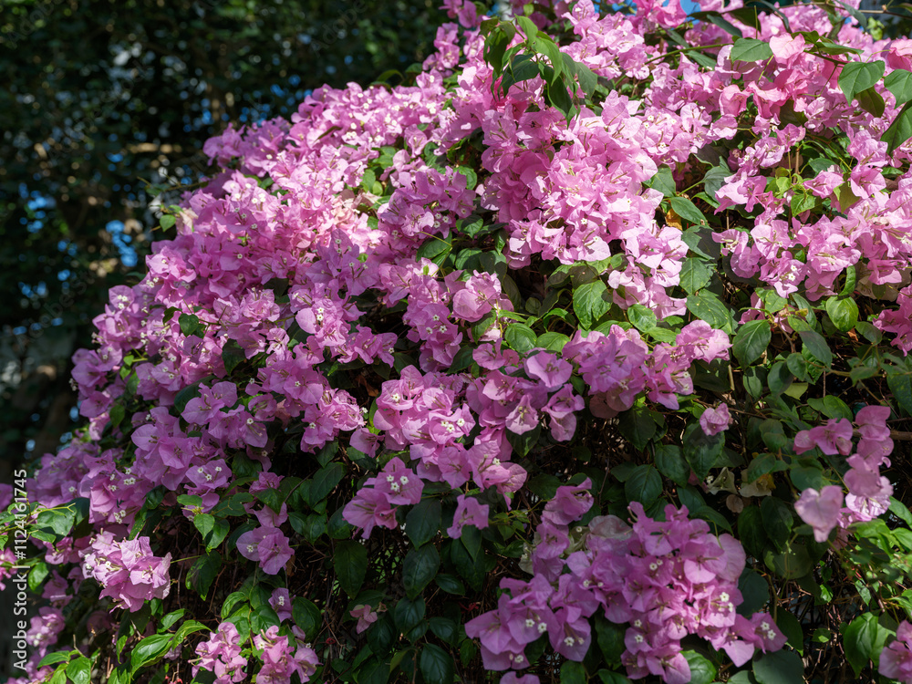 Garden landscape with pink bougainvillea flowers in bloom Garden landscape with pink bougainvillea flowers in bloom