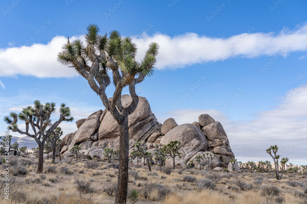 Yucca brevifolia (Joshua tree, yucca palm, tree yucca, and palm tree yucca),Cap Rock Nature Trail, Joshua Tree National Park, California. Weathered Granitic Rocks. White Tank Quartz Monzonite. Yucca brevifolia (Joshua tree, yucca palm, tree yucca, and palm tree yucca),Cap Rock Nature Trail, Joshua Tree National Park, California. Weathered Granitic Rocks. White Tank Quartz Monzonite.