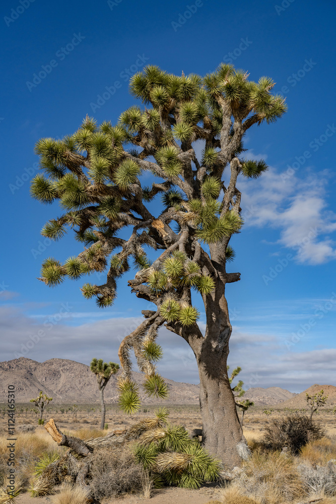 Yucca brevifolia (Joshua tree, yucca palm, tree yucca, and palm tree yucca), Park Blvd, Joshua Tree National Park, California. Yucca brevifolia (Joshua tree, yucca palm, tree yucca, and palm tree yucca), Park Blvd, Joshua Tree National Park, California.