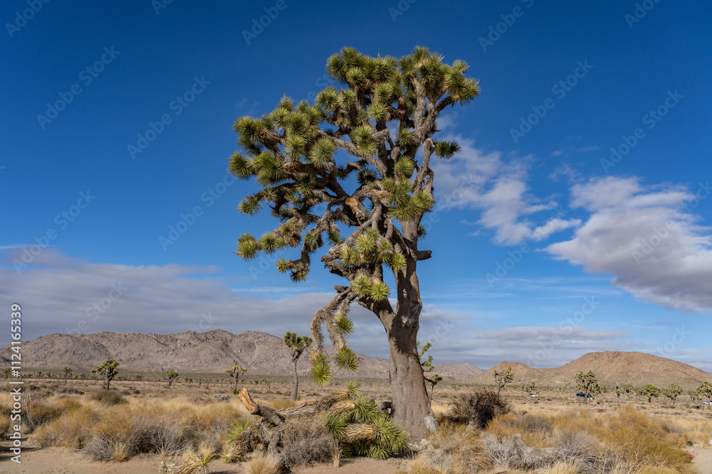 Yucca brevifolia (Joshua tree, yucca palm, tree yucca, and palm tree yucca), Park Blvd, Joshua Tree National Park, California. Yucca brevifolia (Joshua tree, yucca palm, tree yucca, and palm tree yucca), Park Blvd, Joshua Tree National Park, California.
