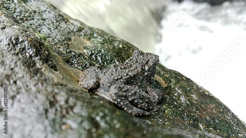 Bufo asper Gravenhorst river frog sitting on a rock in the river4 photo