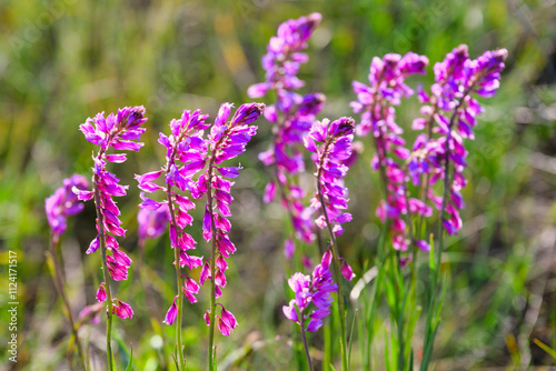 Fototapeta Naklejka Na Ścianę i Meble -  Pink sweetvetch flowers in a summer meadow