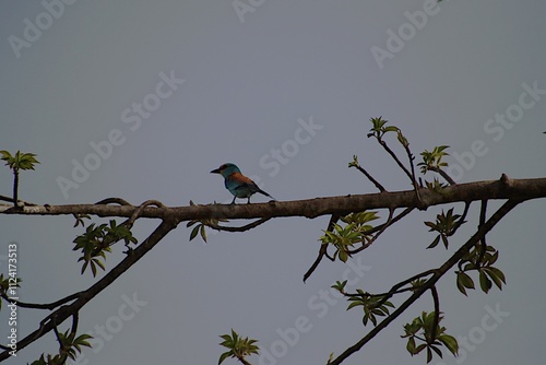 An Abyssinian Roller, Bintang Bolong River Basin,  Gambia River, Gambia