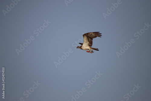 An Osprey in Flight Carrying a Fish over the Gambia River, Bintang Bolong, Gambia