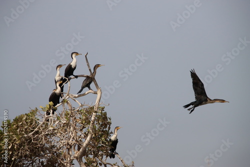 A Group of White Breasted Cormorants, Bintang Bolong, Gambia River, Gambia