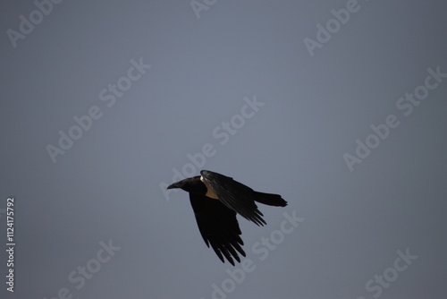 African Raven in Flight, Lac Rose, Senegal