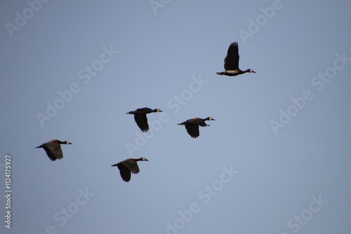 A Flock of White Faced Whistling Ducks in Flight, Djoudj Reserve, Senegal