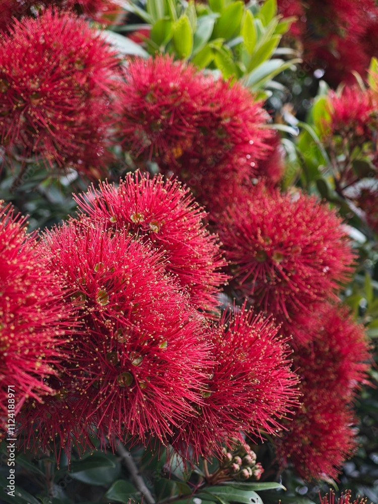 Close-up of vibrant red Pohutukawa flowers with long, thin, spiky petals, surrounded by green leaves, capturing the essence of New Zealand's iconic tree Close-up of vibrant red Pohutukawa flowers with long, thin, spiky petals, surrounded by green leaves, capturing the essence of New Zealand's iconic tree