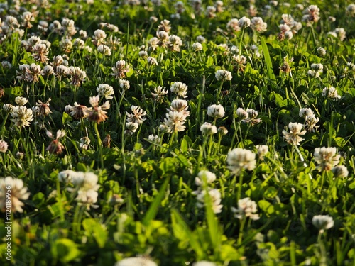 Close-up of fresh, green clover leaves with a few tiny droplets of water, showcasing their rounded, three-lobed shapes photo