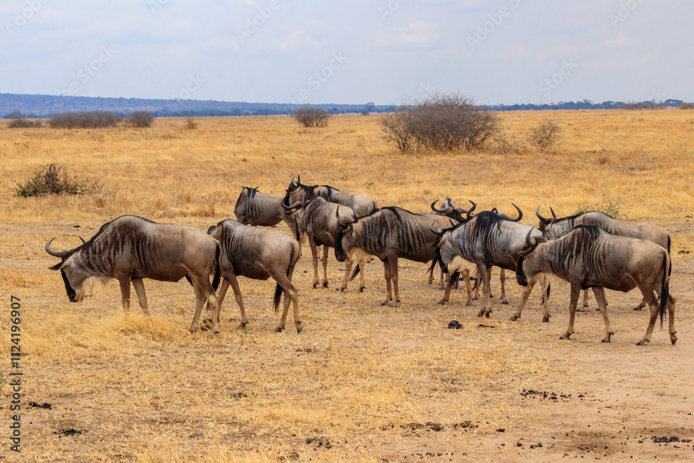 Herd of blue wildebeest (Connochaetes taurinus) in Tarangire National Park, Tanzania Herd of blue wildebeest (Connochaetes taurinus) in Tarangire National Park, Tanzania