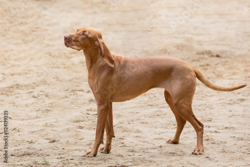 Close-up of a young Hungarian Vizsla dog on a sandy clearing