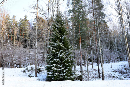 Photography Forest