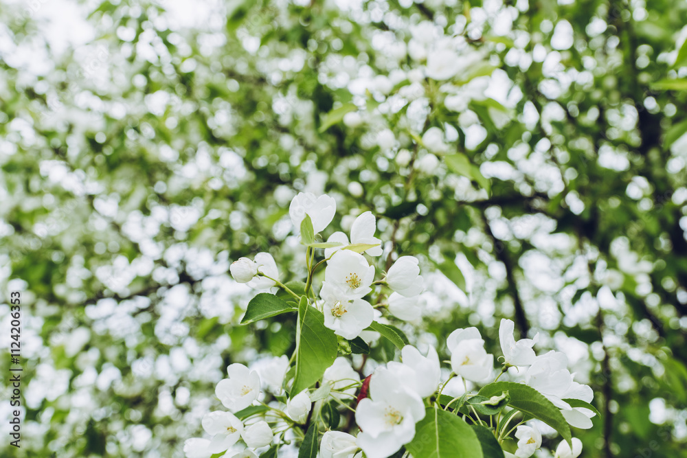 Blooming apple tree in the garden. Selective focus. Blooming apple tree in the garden. Selective focus.