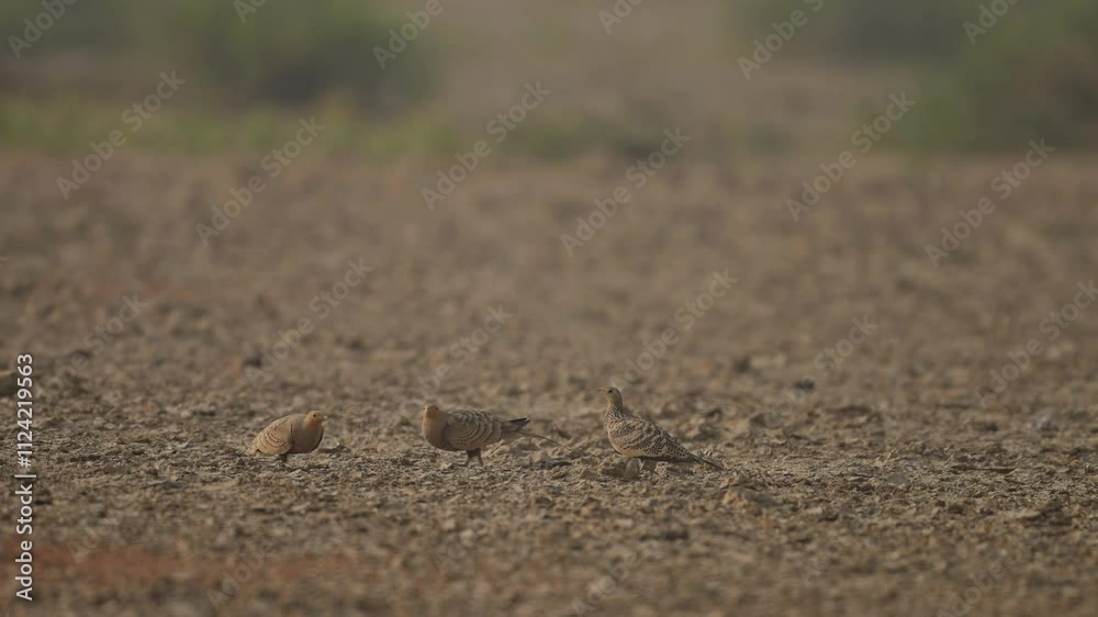 Chestnut-bellied sandgrouse fighting over female Chestnut-bellied sandgrouse fighting over female