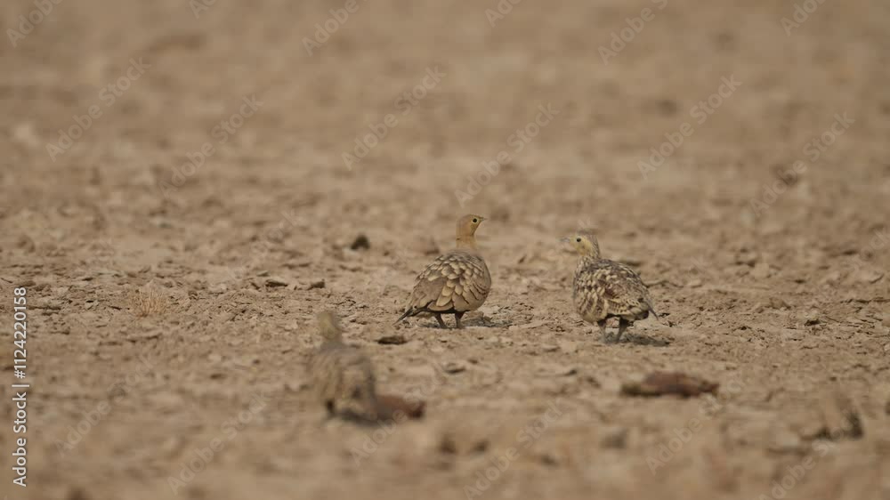 Chestnut-bellied sandgrouse, with a muted brown and beige patterned plumage, are seen foraging on a dry, dusty ground. Chestnut-bellied sandgrouse, with a muted brown and beige patterned plumage, are seen foraging on a dry, dusty ground.