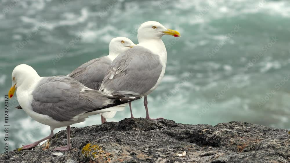 Some seagulls perched on a rock by the seaside on a cloudy day. Some seagulls perched on a rock by the seaside on a cloudy day.