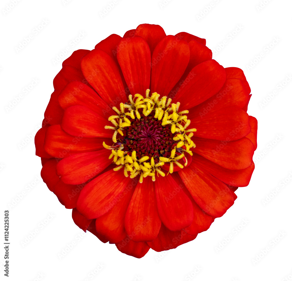 Top view of isolated orange red zinnia flower cut out on white background for summer season and graphic design Top view of isolated orange red zinnia flower cut out on white background for summer season and graphic design
