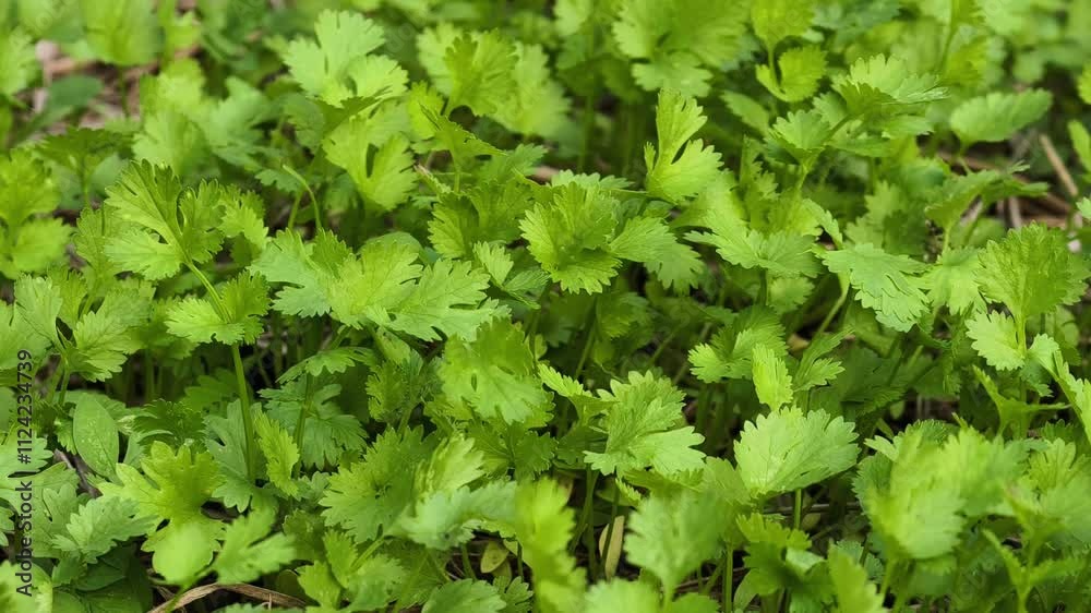 Young coriander in the garden Young coriander in the garden