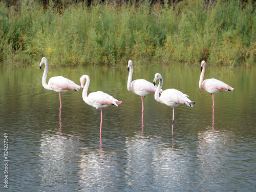 flamingos in the lake