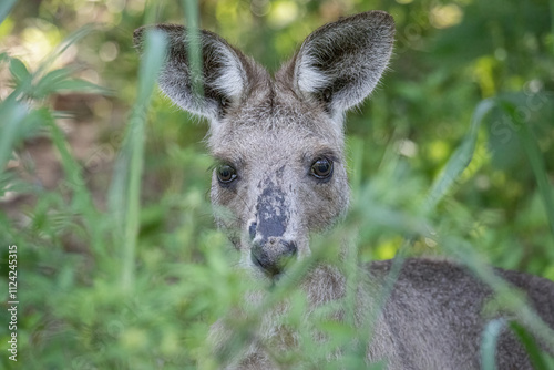 A young adult Eastern grey kangaroo peeks cautiously and fully alert with ears pricked through long grass at Arundel wetlands on the Gold Coast in Queensland, Australia.