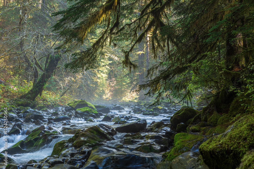 A cascading waterfall flows through the lush Hoh Rainforest in Olympic National Park, Washington, surrounded by vibrant mosses, ferns, and dense greenery, creating a serene natural scene. A cascading waterfall flows through the lush Hoh Rainforest in Olympic National Park, Washington, surrounded by vibrant mosses, ferns, and dense greenery, creating a serene natural scene.