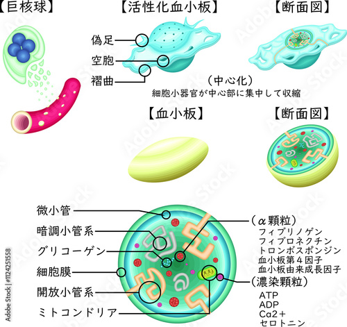 血小板　活性化血小板　構造　イラスト　日本語