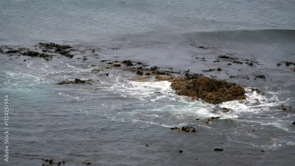 Algae Drifting on Coastal Rocks, Marine Life and Seaside Scene