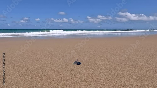 Close-up of Bluebottle Jellyfish: A Dangerous Marine Hazard on Australian Beach photo