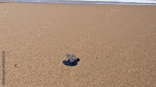 Close-up of Bluebottle Jellyfish: A Dangerous Marine Hazard on Australian Beach photo